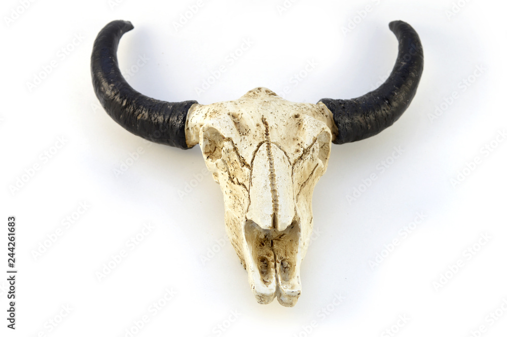 Fototapeta premium Isolated Bull Head Skull