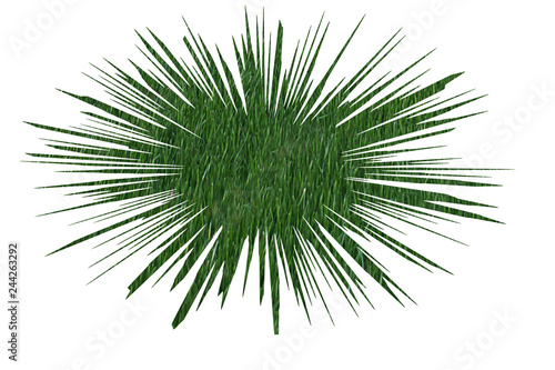 Burst of Grass