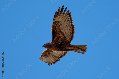 Red-tailed hawk flying in beautiful light, seen in the wild in North California