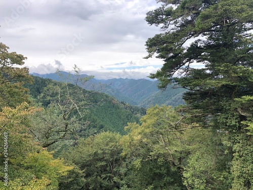 Japanese forest in mountain Takao
