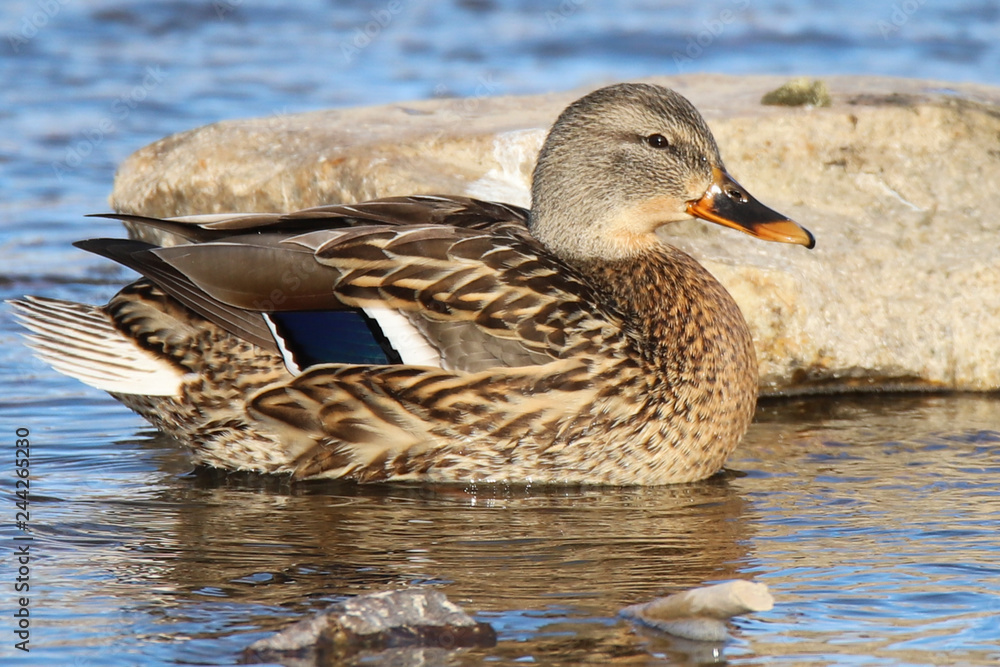 Fototapeta premium female mallard in water