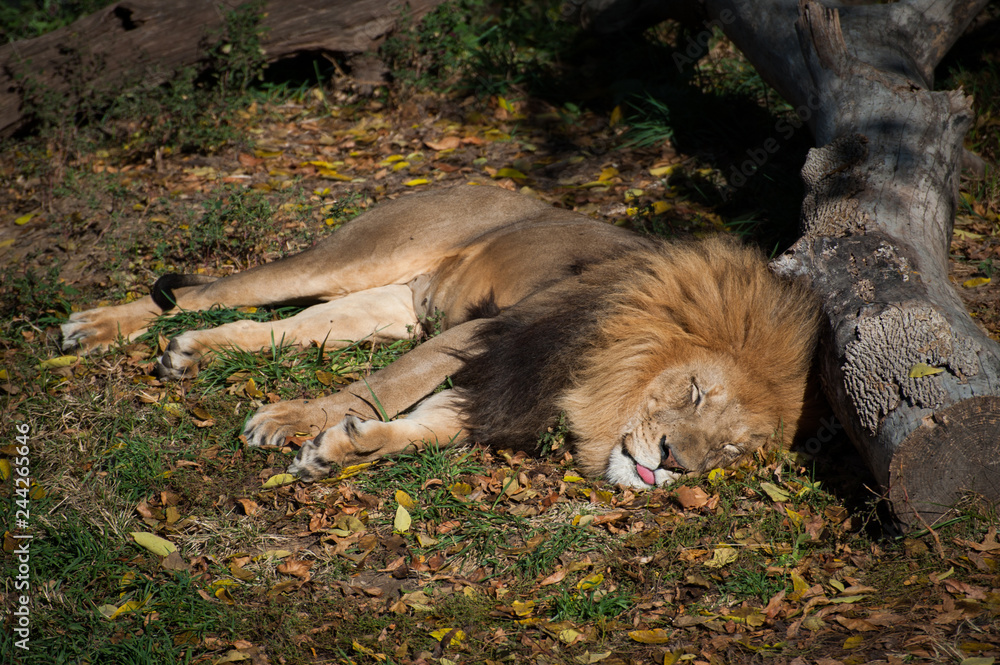 Naklejka premium Lion Sleeping