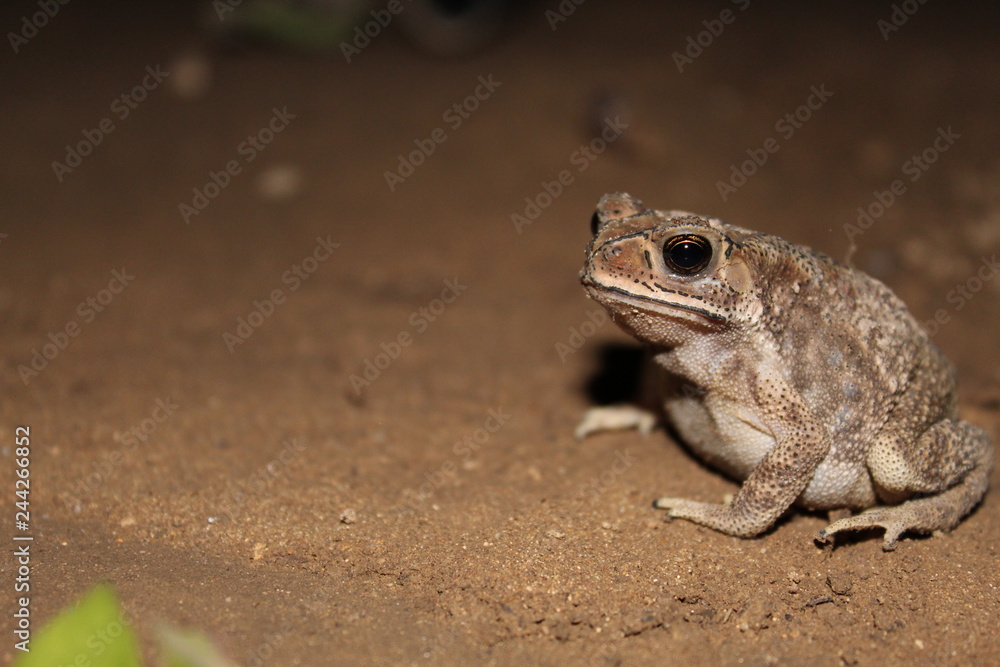 Obraz premium Frog