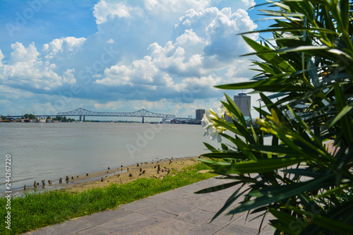 NOLA Flowers in the Breeze