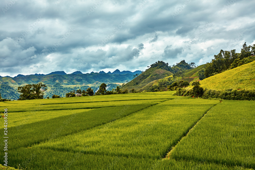 South asia rural landscape concept: Rice fields, green hills