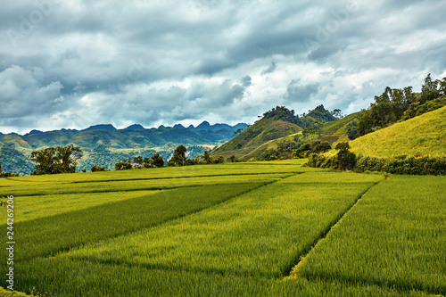 South asia rural landscape concept  Rice fields  green hills