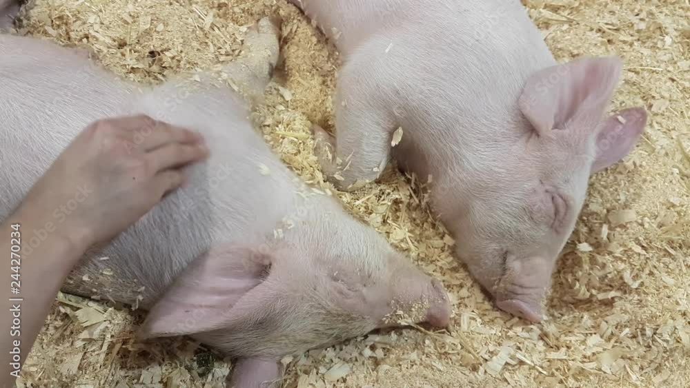 Hand petting lazy pigs in farm. Hand petting lazy pigs in farm.