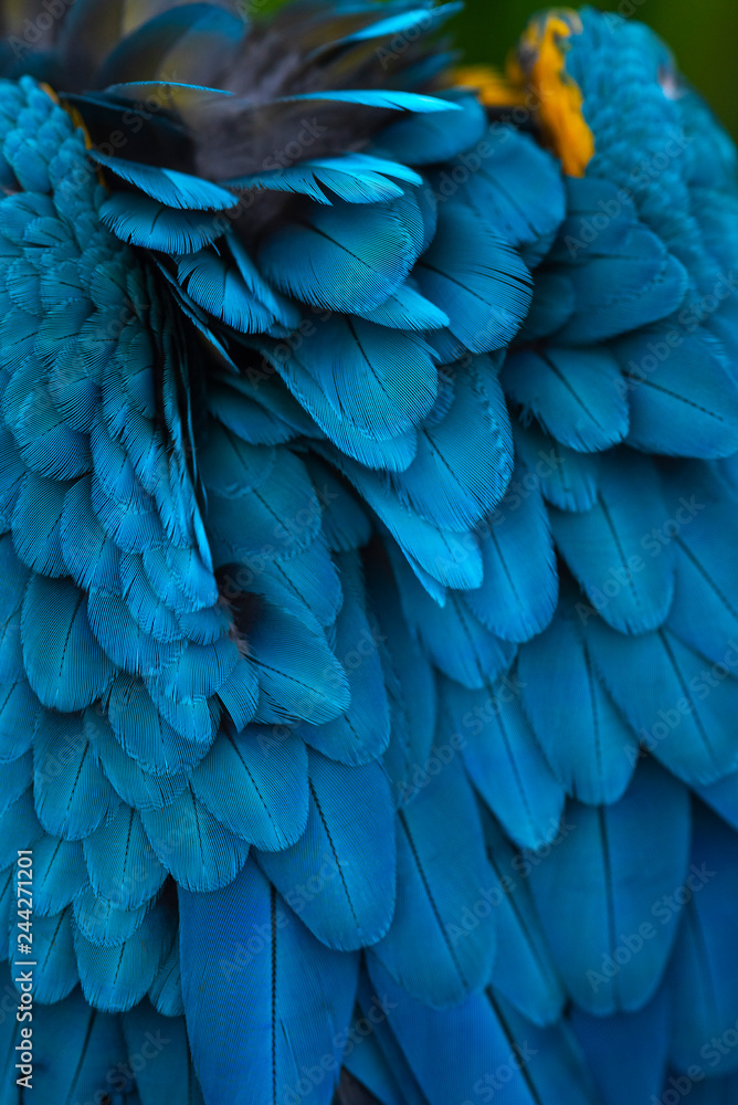 Obraz premium Close up macaw feathers, furry,blue and gold macaw