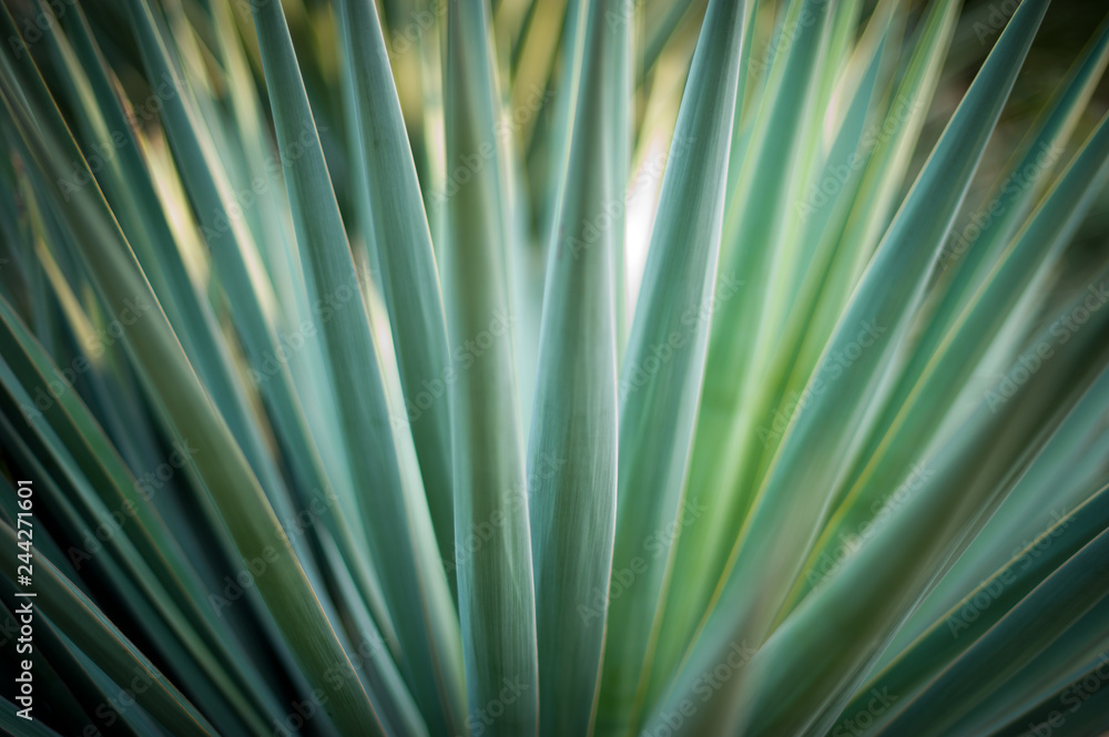 Fototapeta premium Succulent Spike