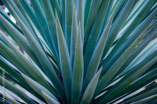 Spiked Agave