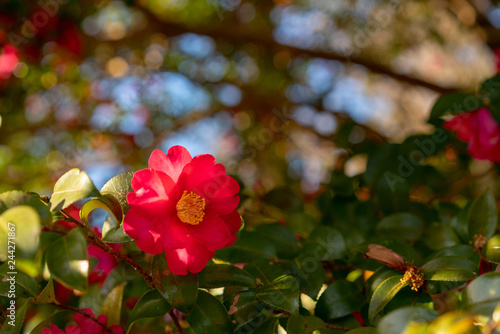冬の木漏れ日３