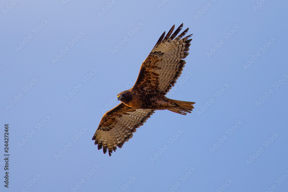 Fototapeta premium Red-tailed hawk flying in beautiful light, seen in the wild in North California