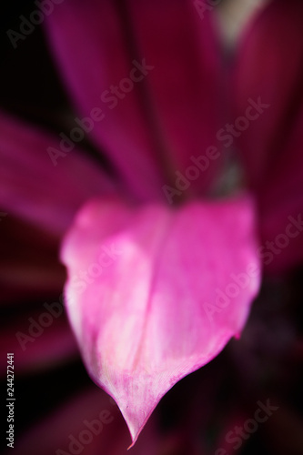 closeup of a pink petal of a flower