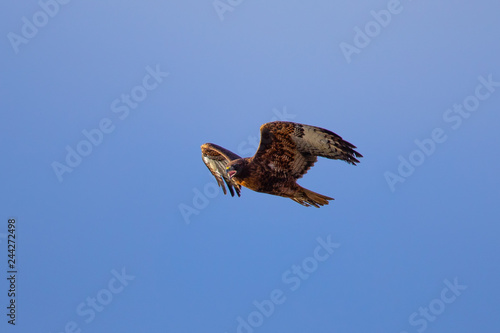 Red-tailed hawk flying and screaming, seen in the wild in North California