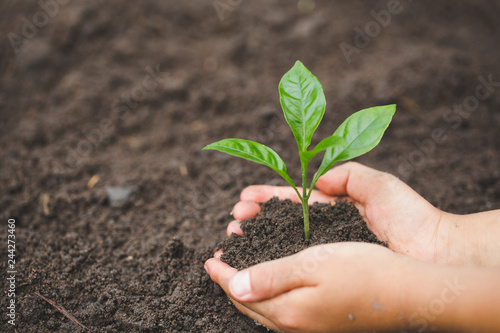 child hand holding a small seedling, plant a tree, reduce global warming, World Environment Day