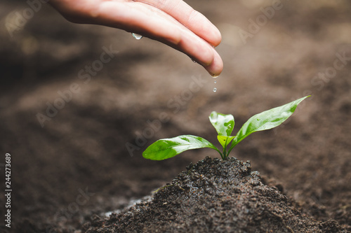 Care and watering the tree by hand, The hands are dripping water to the small seedlings, plant a tree, reduce global warming, World Environment Day