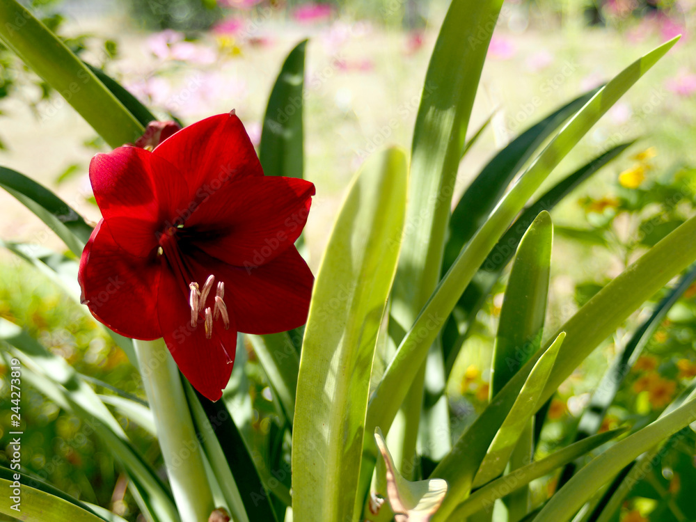Fototapeta premium amaryllis in park red big and colorful