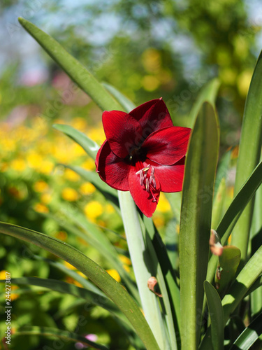 Fototapeta Naklejka Na Ścianę i Meble -  amaryllis in park red big and colorful