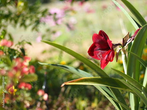 Fototapeta Naklejka Na Ścianę i Meble -  amaryllis in park red big and colorful