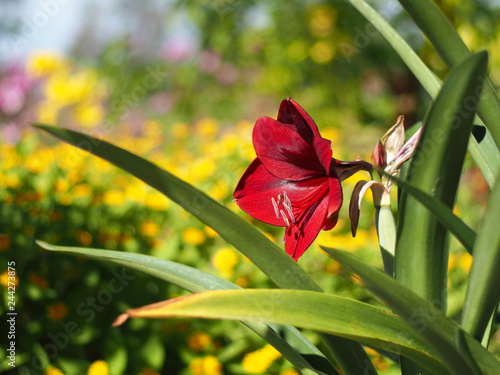 Fototapeta Naklejka Na Ścianę i Meble -  amaryllis in park red big and colorful
