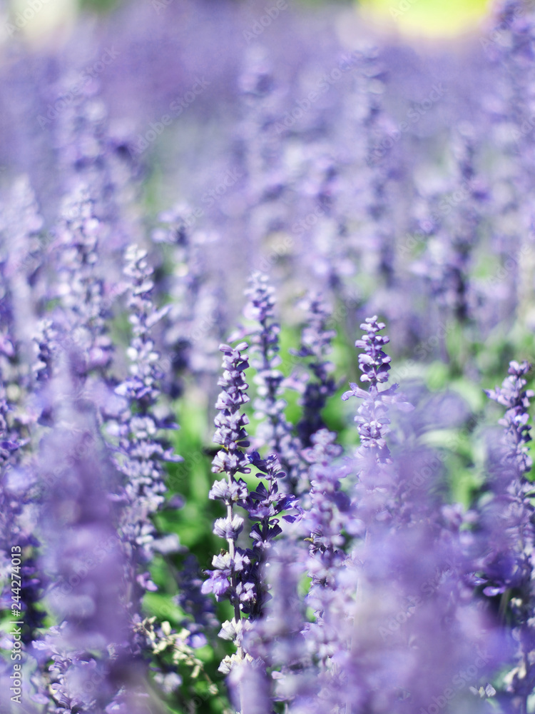 blue salvia blooming in park with sunlight and filed blue salvia blooming in park with sunlight and filed