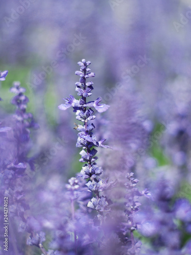 blue salvia blooming in park with sunlight and filed 
