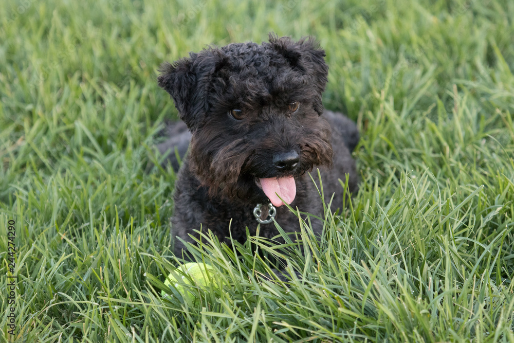 Small black dog sitting on grass with a ball in front of it and it's tongue hanging out.