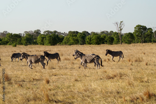 Zebras on Safari © Lindsmo