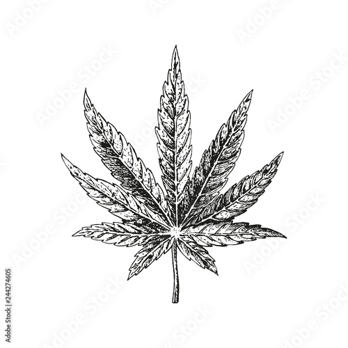 Hand drawn hemp leaf. Cannabis plant. Vector sketch of marijuana