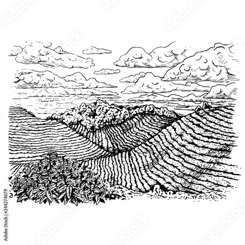 Hand drawn coffee field. Nature landscape. Vector sketch