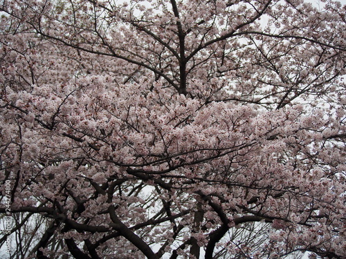 桜満開 横浜 三ツ池公園 お花見