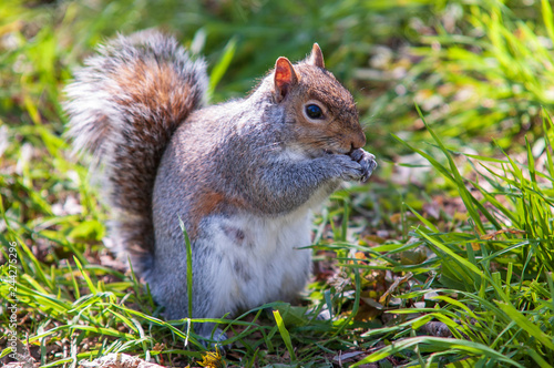 Squirrel Eating © Murray