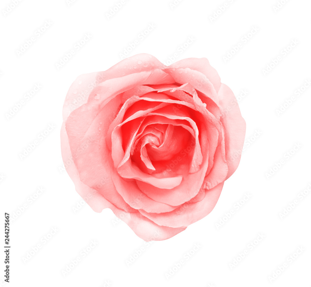 Top view colorful pink rose flowers blooming with water drops isolated on white background with clipping path Top view colorful pink rose flowers blooming with water drops isolated on white background with clipping path