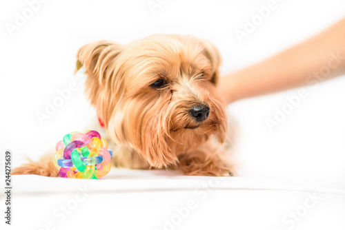 A man strokes a Yorkshire terrier, photographed close-up on a light background.