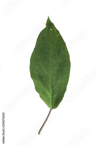  Leaf Quezonla Close up photo