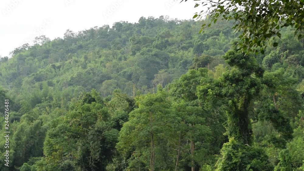 tropical rain forest in front of the mountain