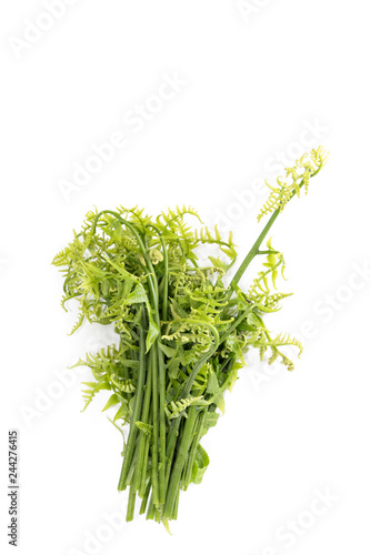 Obraz na płótnie Paco fern Close up