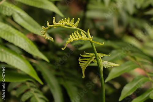 Принти на полотні Paco fern at garden