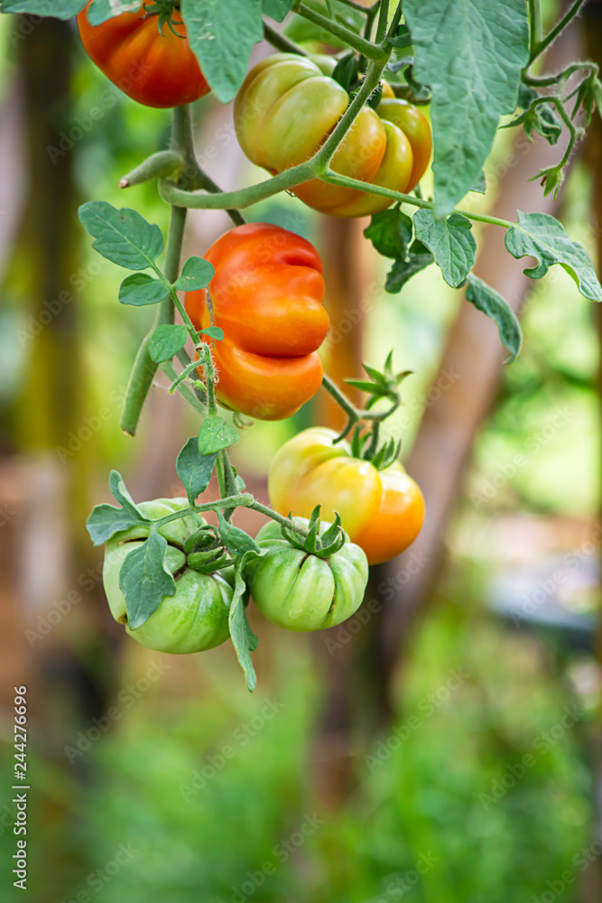 Bright red tomatoes on many trees in the garden.