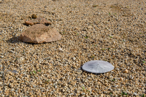 Sand dollar in the granite sand in the desert photo