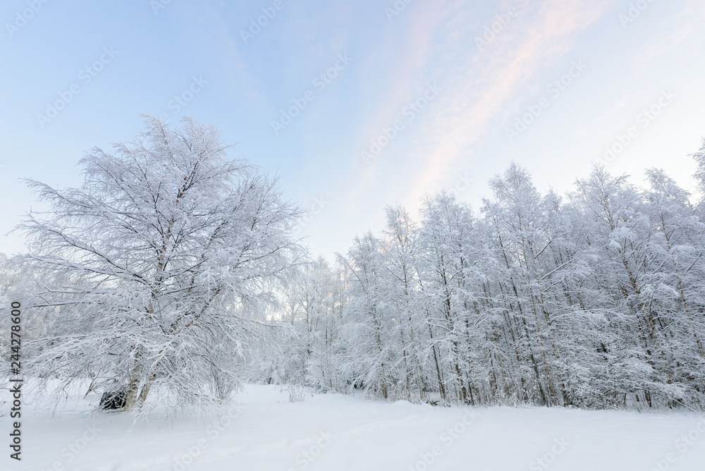 Obraz premium The forest has covered with heavy snow and clear blue sky in winter season at Lapland, Finland.