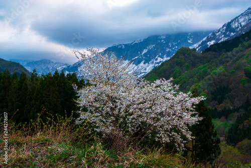 山桜 © ken