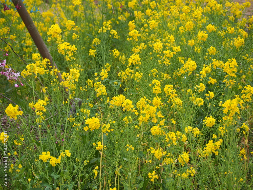 Obraz premium 三ツ池公園 横浜さくら お花見写真