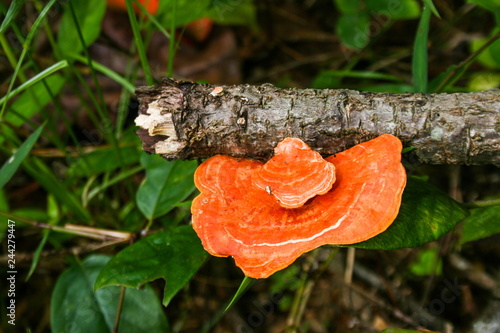 Orange mushrooms on the timber in the forest