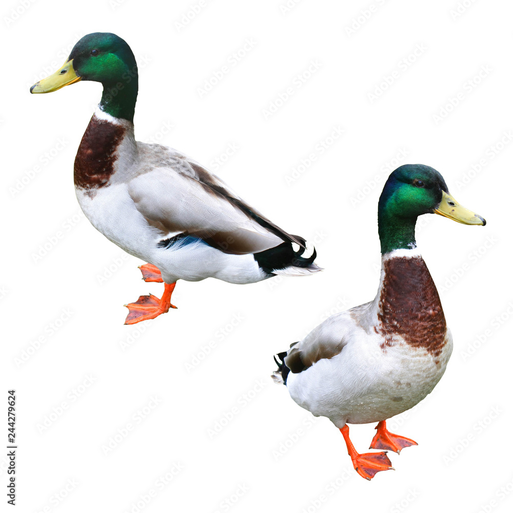 Obraz premium Canard Colvert / Anas platyrhynchos