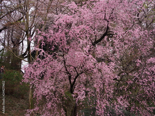 Wallpaper Mural 三ツ池公園　横浜さくら　お花見写真 Torontodigital.ca