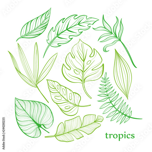 Set of tropical leaves. Line drawing. Hand-drawn illustration