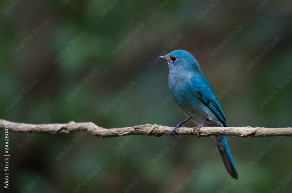 Verditer Flycatcher on branch in nature.
Verditer Flycatcher on branch in nature.