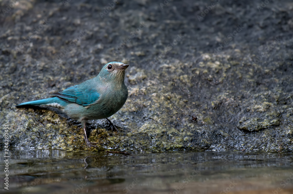 Verditer Flycatcher on stone river side in nature. Verditer Flycatcher on stone river side in nature.