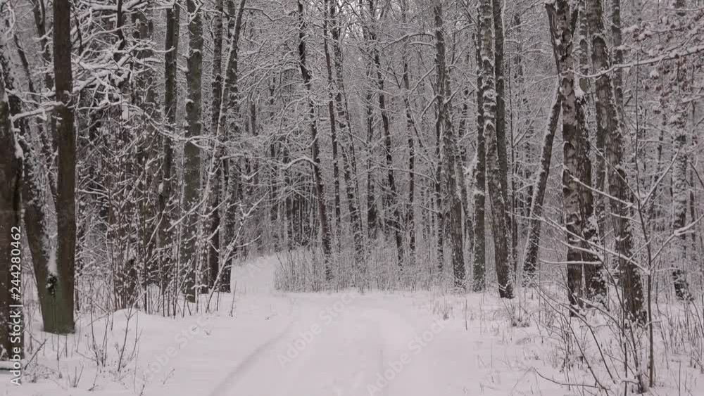 Winter walk in the park Mazurino Winter walk in the park Mazurino